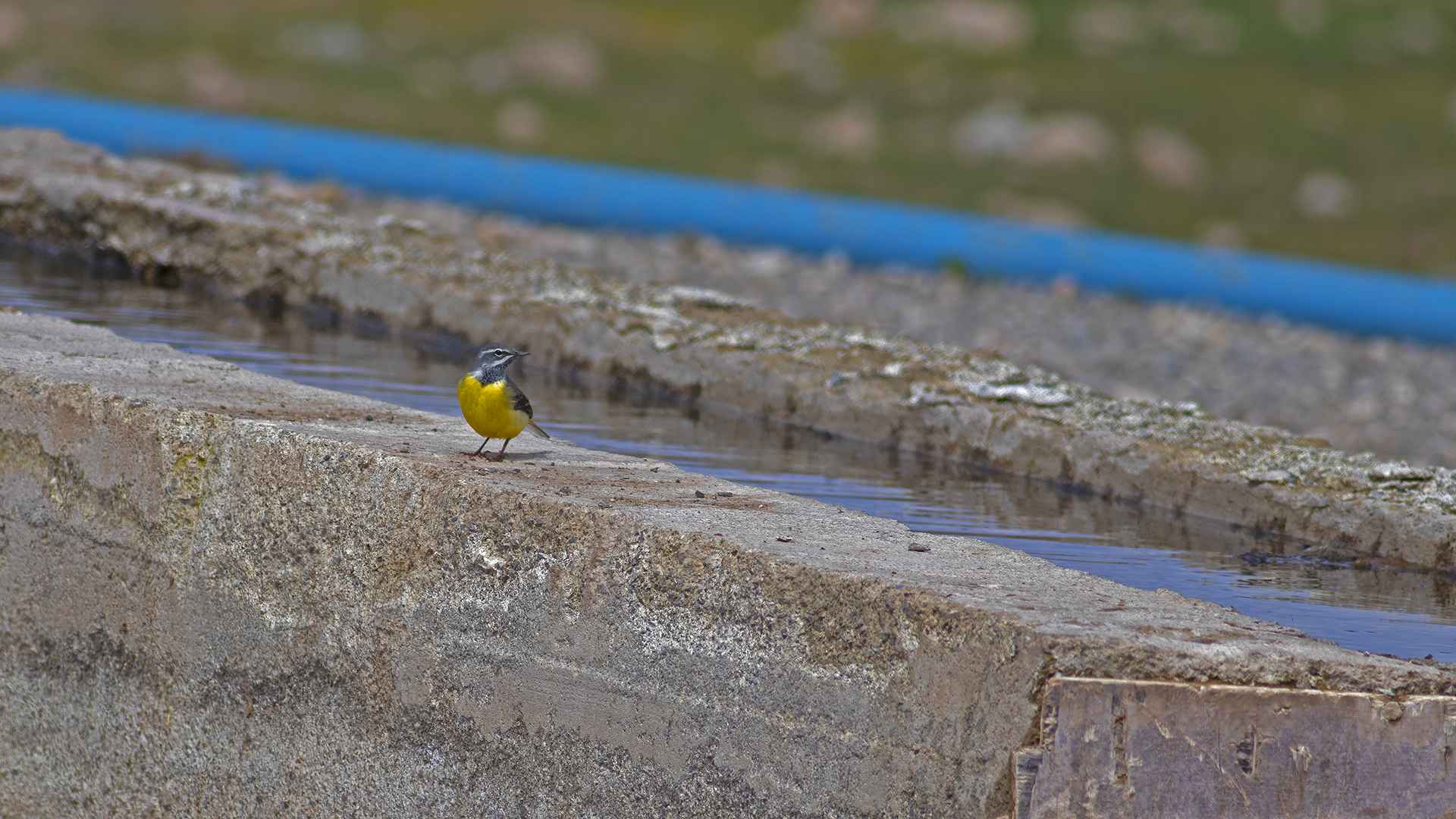Gray Wagtail